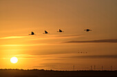 Vier Kraniche im Flug vor untergehender Sonne, Kranich, Grus grus, Diepholzer Moor, Niedersachsen, Deutschland