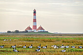 Barnacle geese with Westerhever lighthouse in the background, barnacle goose, barnacle goose, Branta leucopsis, Westerheversand, Westerhever, Wadden Sea National Park, Schleswig-Holstein, Germany