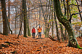 Man and woman hiking through autumn deciduous forest, Heidschnuckenweg, nature reserve beech forests in the Rosengarten, Rosengarten state forest, Lower Saxony, Germany
