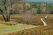 Heidschnuckenweg leads through autumn heather, Heidschnuckenweg, Brunsberg, Lower Saxony, Germany