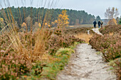 Mehrere Personen wandern auf Weg durch Heide, Heidschnuckenweg, Undeloh, Lüneburger Heide, Niedersachsen, Deutschland
