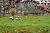 Heidschnucken grasen vor Fachwerkhaus, Heidschnucke, Wilsede, Heidschnuckenweg, Lüneburger Heide, Niedersachsen, Deutschland