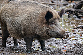 Wild boar, Sus scrofa, Müden Wildlife Park, Heidschnuckenweg, Lower Saxony, Germany