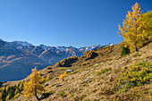 Herbstlich verfärbte Lärchen mit Bergen der Venedigergruppe im Hintergrund, Große Nillalm, Virgental, Hohe Tauern, Nationalpark Hohe Tauern, Osttirol, Österreich