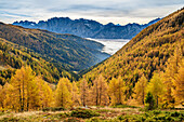 Autumn colored larches on the Pustertaler Almweg with the Lienz Dolomites in the background, Villgraten Mountains, Defregger Alps, Hohe Tauern, Hohe Tauern National Park, East Tyrol, Austria