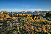 Autumn colored larches with the Carnic Alps in the background, on Monte Spina, Carnic Alps, Veneto, Veneto, Italy