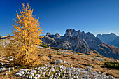Autumn colored larch with Cadini group in the background, on the Three Peaks, Dolomites, UNESCO World Natural Heritage Dolomites, Veneto, Venetia, Italy