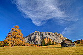 Alpine meadows and alp with larch trees colored in autumn in front of Heiligkreuzkofel, Heiligkreuzkofel, Badia Valley, Dolomites, Dolomites UNESCO World Natural Heritage Site, South Tyrol, Italy