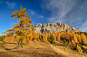 Autumn colored larch trees in front of Heiligkreuzkofel, Heiligkreuzkofel, Badia Valley, Dolomites, Dolomites UNESCO World Natural Heritage Site, South Tyrol, Italy