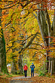 Man and woman hiking through autumnal avenue, Holzkirchen geology educational trail, Holzkirchen geo-teaching trail, Upper Bavaria, Bavaria, Germany