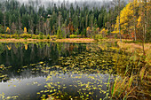 Ellbachsee in autumn, Black Forest National Park, Black Forest, Baden-Württemberg, Germany