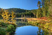 Herbststimmung am Buhlbachsee, Nationalpark Schwarzwald, Schwarzwald, Baden-Württemberg, Deutschland