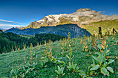 Mont Pourri im Alpenglühen mit Enzianwiese im Vordergrund, Nationalpark Vanoise, Rutorgruppe, Grajische Alpen, Savoyen, Savoien, Frankreich