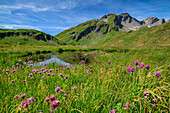 Blumenwiese am Lago di Verney, Kleiner St. Bernhard, Rutorgruppe, Grajische Alpen, Aosta, Italien