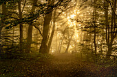 Morgenstimmung im Buchenwald im Herbst südlich von München, Bayern, Deutschland, Europa