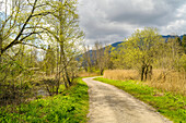 Spring in the Murnauer Moos, Murnau, Bavaria, Germany, Europe