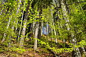 Hangwald oberhalb der Loisach entlang dem Loisach-Rundweg bei Großweil, Bayern, Deutschland