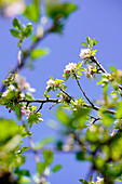 Apple blossoms in spring light, Bavaria, Germany, Europe