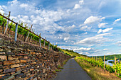 Picturesque vineyards in spring, Winningen, Moselle Valley, Rhineland-Palatinate, Germany, Europe