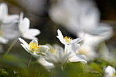 Wood anemone in sunny spring forest, Bavaria, Germany