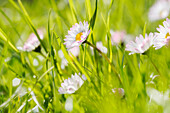 Gänseblümchen inmitten einer Wiese im Frühling, Bayern, Deutschland, Europa