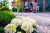 Hydrangeas in a rural courtyard, garden, flowers, country, style