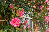 rosafarbene Rose vor einem Stallfenster, Rose, Blume, Garten