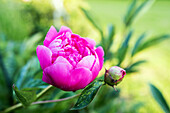 Peony pink green background
