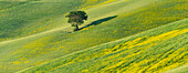 Mulberry tree (Morus) in a field with flowering Yellow Broom (Genista tinctoria), Tuscany, Italy, Europe
