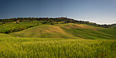 Landschaft bei Sonnenaufgang um Pienza, Val d'Orcia, Orcia-Tal, UNESCO-Weltkulturerbe, Provinz Siena, Toskana, Italien, Europa