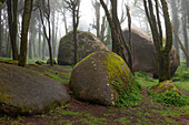 Mystische große Granitfelsen zwischen Bäumen im Nebel, Nationalpark Serra de Sintra, Portugal