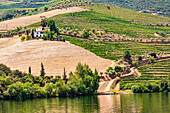 View of vineyards, wineries and olive trees of the Alto Douro on the upper Douro River in Portugal