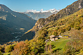 Maronen Kastanienfarm nahe Soglio im Bergell Tal im Herbst, Graubünden, Schweiz