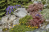 Rock garden with alpine flowers in the &#39;Alpinum&#39; botanical alpine garden on the Schatzalp near Davos, Graubünden, Switzerland