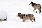 Grauer Wolf im Schnee (Canis lupus).