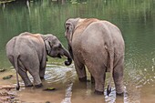 Laos,Sainyabuli,Asian elephants,elephas maximus,elephant calf bathing with mature elephant.