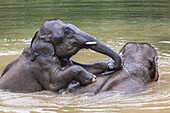 Laos,Sainyabuli,Asian elephants,elephas maximus,elephant calf bathing with mature elephant.