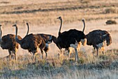 South Africa,Upper Karoo,Ostrich or common ostrich (Struthio camelus),in the savannah,the male is black,the female is brown in color.
