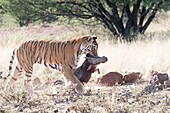 South Africa,Private reserve,Asian (Bengal) Tiger (Panthera tigris tigris),female adult with a prey,Common warthog (Phacochoerus africanus).