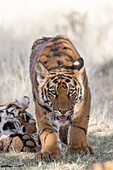 South Africa,Private reserve,Asian (Bengal) Tiger (Panthera tigris tigris),walking.