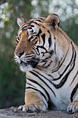 South Africa,Private reserve,Asian (Bengal) Tiger (Panthera tigris tigris),resting.