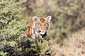 Südafrika, Privates Reservat, Asiatischer (Bengalischer) Tiger (Panthera tigris tigris), jung 6 Monate alt, ruhend.