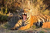 Südafrika, Private Reserve, Asiatischer (Bengalischer) Tiger (Panthera tigris tigris), ruhend.