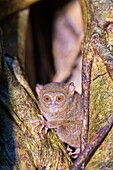Asia,Indonesia,Celebes,Sulawesi,Tangkoko National Park,. Spectral tarsier (Tarsius spectrum,also called Tarsius tarsier).