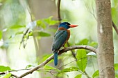 Asia,Indonesia,Celebes,Sulawesi,Tangkoko National Park,Green-backed kingfisher (Actenoides monachus).