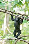 Asia,Indonesia,Celebes,Sulawesi,Tangkoko National Park,. Celebes crested macaque or crested black macaque,Sulawesi crested macaque,or the black ape (Macaca nigra),.Young