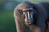 Asien, Indonesien, Celebes, Sulawesi, Tangkoko-Nationalpark. Celebes crested macaque oder crested black macaque, Sulawesi crested macaque oder the black ape (Macaca nigra), erwachsener Mann.