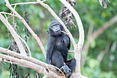 Asia,Indonesia,Celebes,Sulawesi,Tangkoko National Park,. Celebes crested macaque or crested black macaque,Sulawesi crested macaque,or the black ape (Macaca nigra),Young.