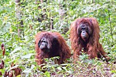 Asien, Indonesien, Borneo, Nationalpark Tanjung Puting, Borneo-Orang-Utan (Pongo pygmaeus pygmaeus), erwachsener Mann, Kampf, Konfrontation.