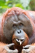 Asien, Indonesien, Borneo, Nationalpark Tanjung Puting, Borneo-Orang-Utan (Pongo pygmaeus pygmaeus), erwachsener Mann.